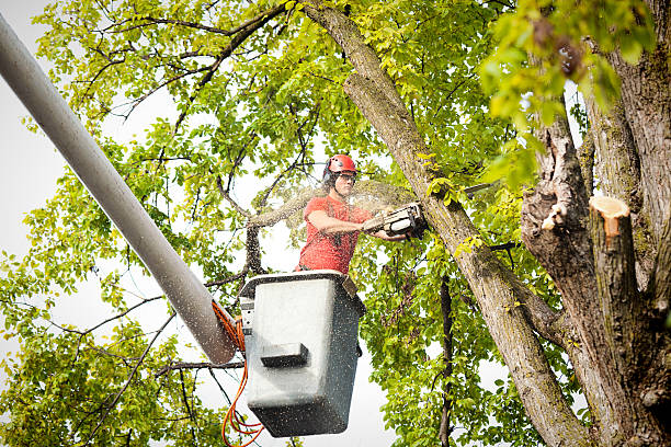 Reliable Carlisle, AR Tree Removal Services Solutions