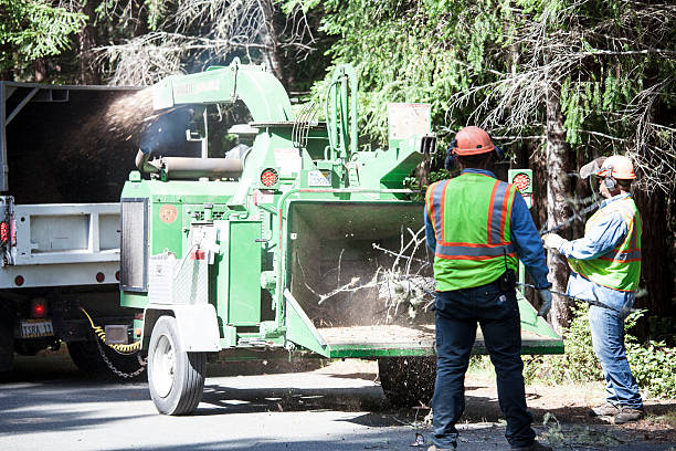 Best Hazardous Tree Removal  in Clisle, AR